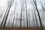 European Beech Forest (Fagus sylvatica) in Early Morning Mist, Spessart, Bavaria, Germany