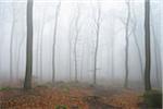 Beech forest (Fagus sylvatica) in early morning mist, Odenwald, Hesse, Germany, Europe