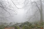 Rocky terrain and Beech forest (Fagus sylvatica) in early morning mist, popular destination, Felsenmeer, Odenwald, Hesse, Germany, Europe