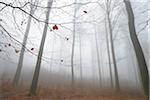 Beech forest (Fagus sylvatica) in early morning mist, Odenwald, Hesse, Germany, Europe