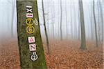 Close-up of beech tree (Fagus sylvatica) with symbols for hiking trails in Beech Tree forest, in early morning mist, Odenwald, Hesse, Germany, Europe