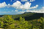 Countryside with pine forest near Kritina, Rhodes, Dodecanese, Aegean Sea, Greece, Europe