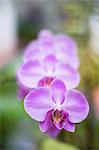 Orchids in the Orchid House, Kandy Royal Botanical Gardens, Peradeniya, Kandy, Sri Lanka, Asia