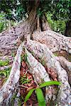 Twisted roots of an old tree, Kandy Royal Botanical Gardens, Peradeniya, Kandy, Sri Lanka, Asia