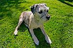 10 year-old Border Terrier dog, Jess,  sitting in the sunshine in a country garden, England