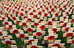 Wooden crosses and poppies in the field of remembrance at Westminster Abbey to commemorate those who have died in battle. Three of the crosses represent members of the Black Watch Regiment who have recently died in Iraq.