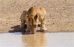 Lioness drinking,Serengeti, East Africa