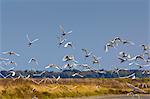 Flight of Spoonbills, Ars en Re,  Ile de Re, France