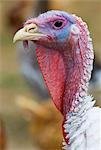 Turkey, Gascony, France. Free-range birds may be at risk if Avian Flu (Bird Flu Virus) spreads