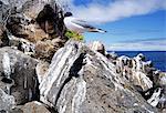 Swallow-tailed seagull and Marine iguana perched on rocks, Galapagos Islands, Ecuador