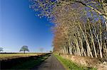 Empty country lane beside field in The Cotswolds, near Burford, Oxfordshire, United Kingdom