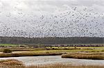 Migrating Pink-Footed geese over-wintering at Holkham, North Norfolk coast, East Anglia, Eastern England