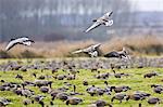 Migrating Pink-Footed geese over-wintering on marshland at Holkham, North Norfolk coast, East Anglia, Eastern England