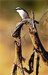 Gray-backed Fiscal (shrike), Grumet, Tanzania, East Africa