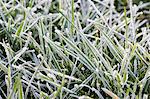 Hoar frost covered grass, Swinbrook, Oxfordshire, United Kingdom