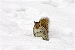 Grey squirrel in snow on Hampstead Heath, North London, United Kingdom