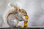 Grey squirrel eats banana skin from rubbish bin in Hampstead Heath, London, United Kingdom