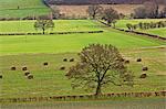 Oxfordshire countryside, England, United Kingdom