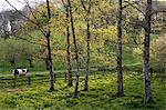 Cow in Oxfordshire field, The Cotswolds, England, United Kingdom