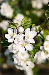 Apple blossom in orchard, The Cotswolds, England, United Kingdom