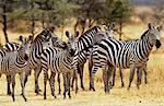 A herd of Common Plains Zebra (Grant's) Grumeti, Tanzania