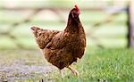 Free-range hen, Chedworth, Gloucestershire, United Kingdom