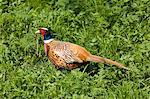 Male pheasant, The Cotswolds, Oxfordshire, United Kingdom
