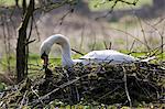 Female mute swan building her nest, Donnington, Gloucestershire, United Kingdom