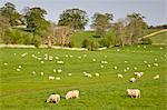 Sheep grazing, Chedworth, Gloucestershire, The Cotswolds, England, United Kingdom