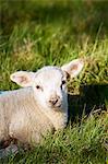 Spring lamb in the grass, Cotswolds, Oxfordshire, United Kingdom, UK.