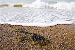 Seaweed washed up on Cley Beach, North Norfolk coast, United Kingdom