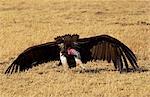 Lappet Faced Vulture Grumeti, Tanzania, East Africa