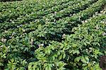 Potato crop grown for sale in supermarkets, near Holkham, United Kingdom