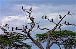 Flock of vultures roosting in trees, Grumeti, Tanzania, East Africa