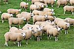 Flock of sheep grazing in a field , Oxfordshire, England