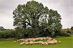 Flock of sheep grazing in a field , Oxfordshire, England