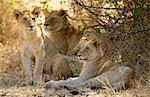 Lion Cubs, Grumeti, Tanzania, East Africa