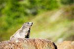 Marmot (Marmota marmota), Zermatt, Valais, Swiss Alps, Switzerland, Europe