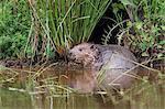 Eurasian beaver (Castor fiber), captive in breeding programme, United Kingdom, Europe