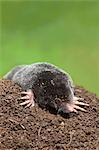European mole (Talpa europea), controlled, United Kingdom, Europe