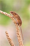 Harvest mouse (Micromys minutus), captive, United Kingdom, Europe