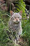Scottish wildcat (Felis sylvestris), captive, United Kingdom, Europe