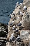 Kittiwakes nesting on cliff ledges, Farne Islands, Seahouses, Northumberland, England, United Kingdom, Europe