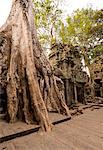 Temple of Ta Prohm, Angkor, UNESCO World Heritage Site, Siem Reap, Cambodia, Indochina, Southeast Asia, Asia