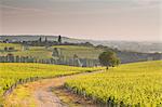 The vineyards of Sancerre in the Loire Valley, Cher, Centre, France, Europe