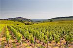 The vineyards of Sancerre in the Loire Valley, Cher, Centre, France, Europe