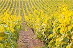 Rows of grape vines in vineyard near to Vezelay in Burgundy, France, Europe
