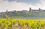 Vineyards below the hilltop village of Vezelay in Burgundy, France, Europe