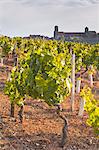 Vineyards below the hilltop village of Vezelay in Burgundy, France, Europe