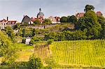 The vineyards of Le Clos below the hilltop village of Vezelay in Burgundy, France, Europe